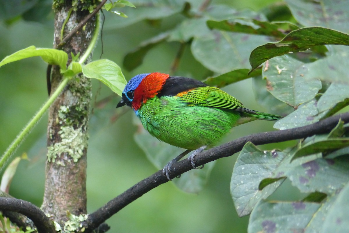 Red-necked Tanager - ML206116641