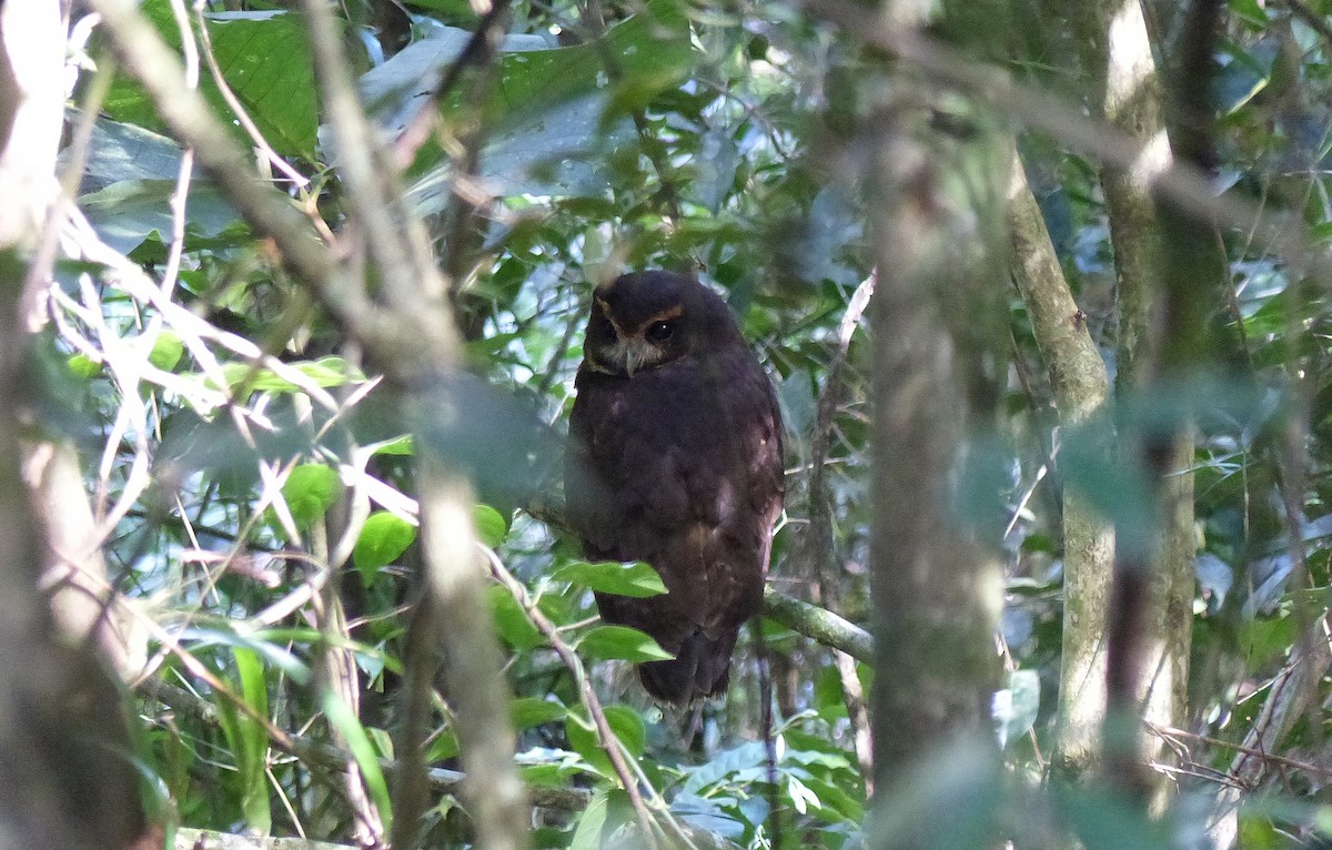 Tawny-browed Owl - ML206116781