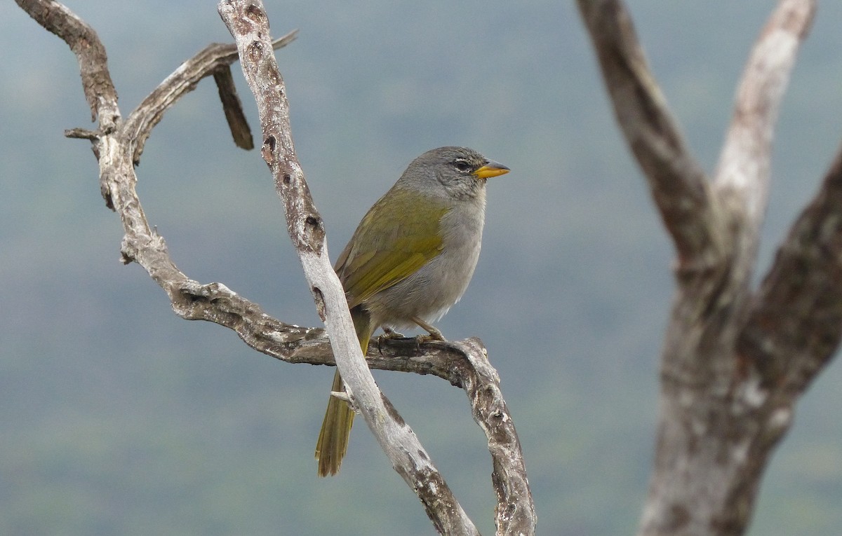 Pale-throated Pampa-Finch - Jérôme Fischer