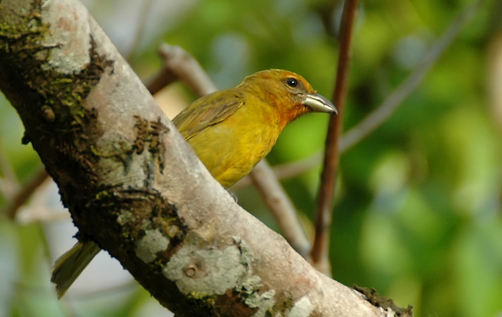 Hepatic Tanager (Highland) - ML206117031
