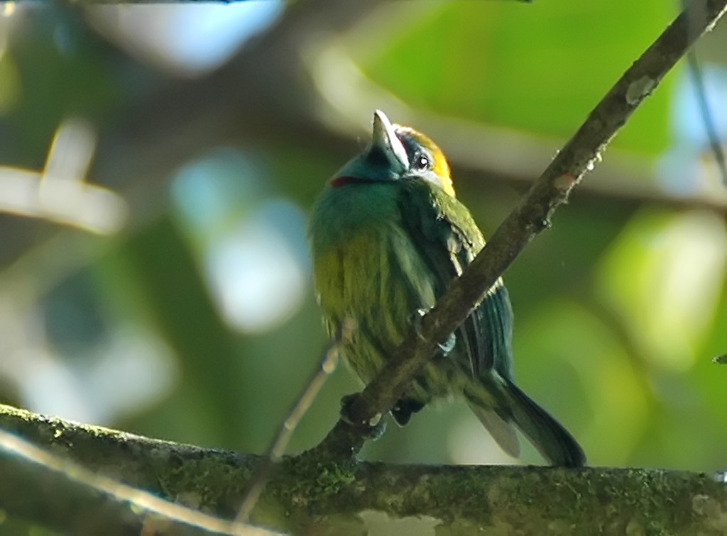 Versicolored Barbet (Blue-cowled) - Augusto Faustino