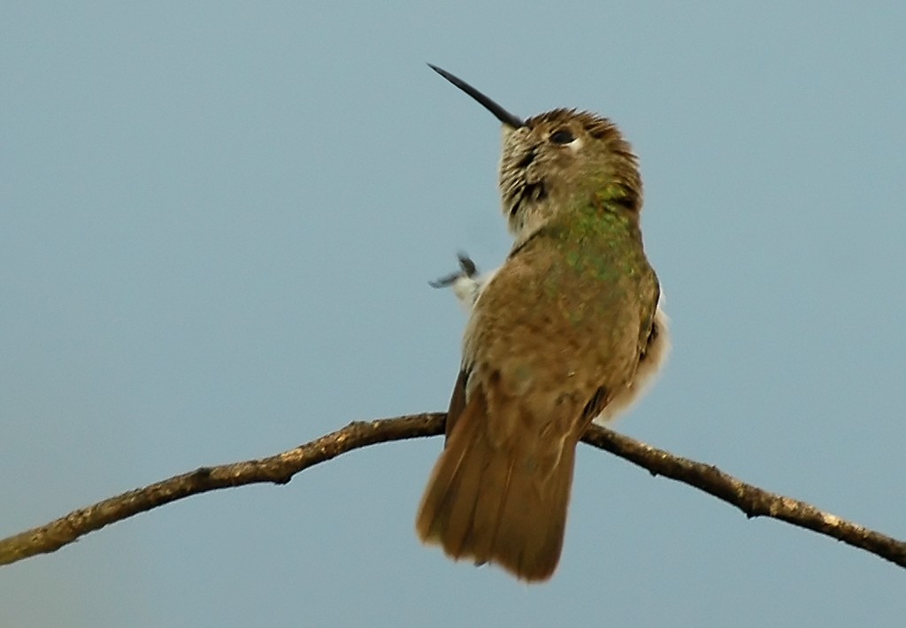 Spot-throated Hummingbird - ML206117141
