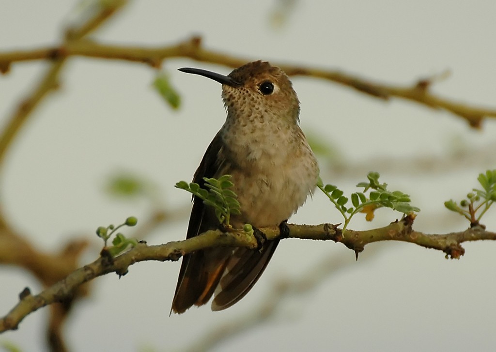 Spot-throated Hummingbird - Augusto Faustino