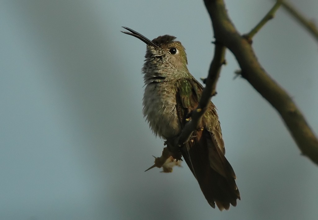 Spot-throated Hummingbird - ML206117161
