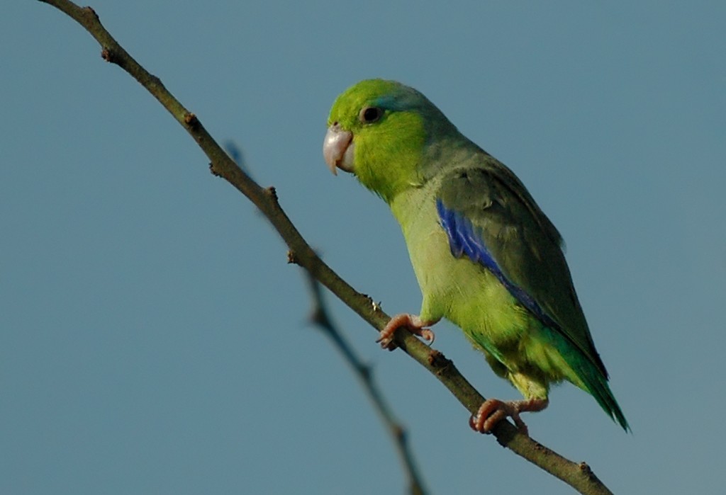 Pacific Parrotlet - Augusto Faustino