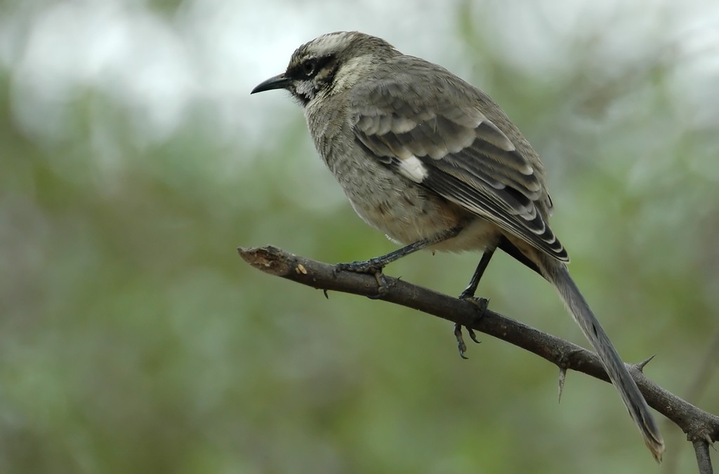 Long-tailed Mockingbird - Augusto Faustino