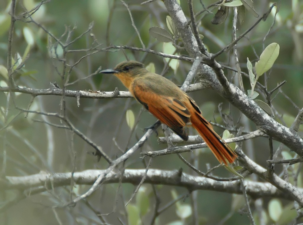 Rufous Flycatcher - Augusto Faustino