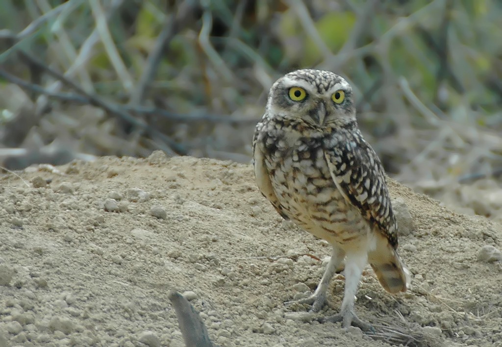 Burrowing Owl (Littoral) - Augusto Faustino