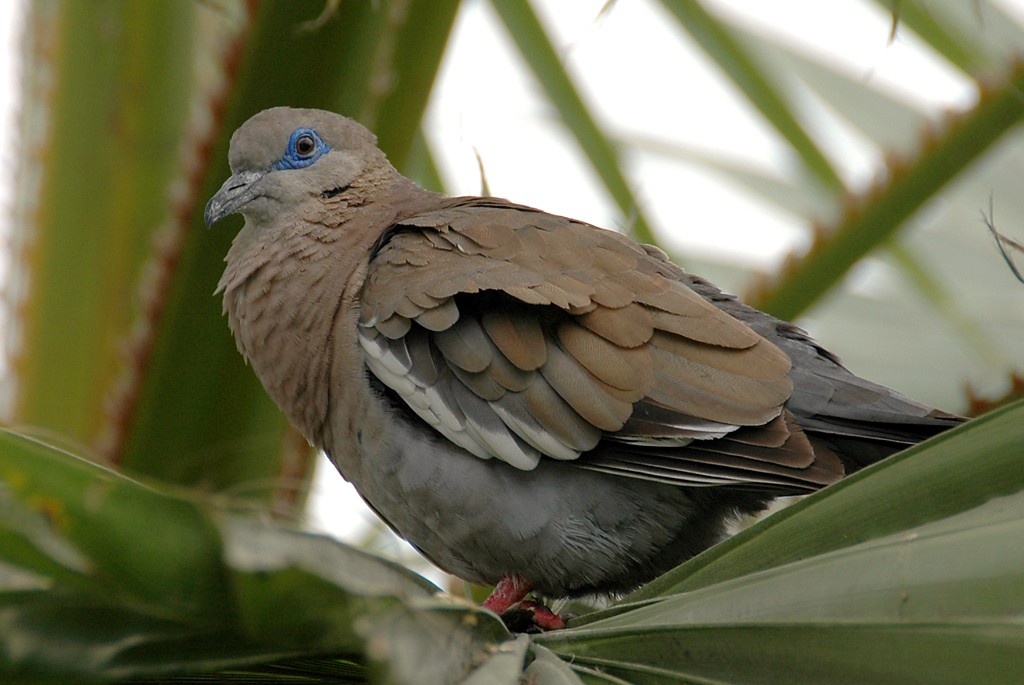 West Peruvian Dove - ML206117491