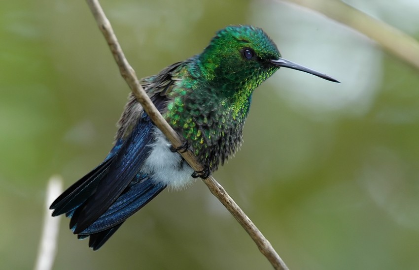 Blue-vented Hummingbird - Augusto Faustino
