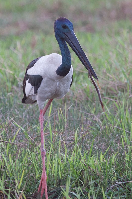 Black-necked Stork - Arthur Grosset