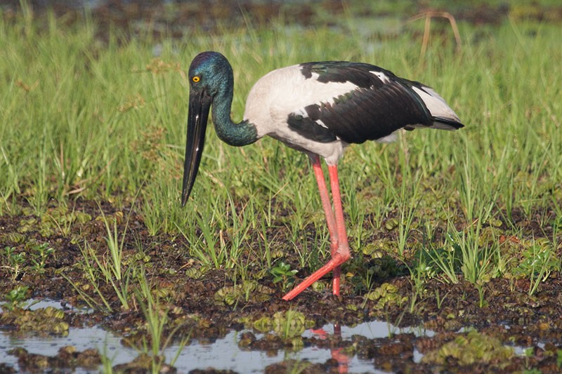 Black-necked Stork - ML206117621