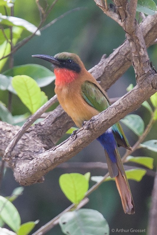 Red-throated Bee-eater - ML206117721