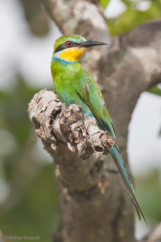 Swallow-tailed Bee-eater - Arthur Grosset