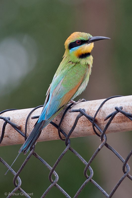 Rainbow Bee-eater - Arthur Grosset
