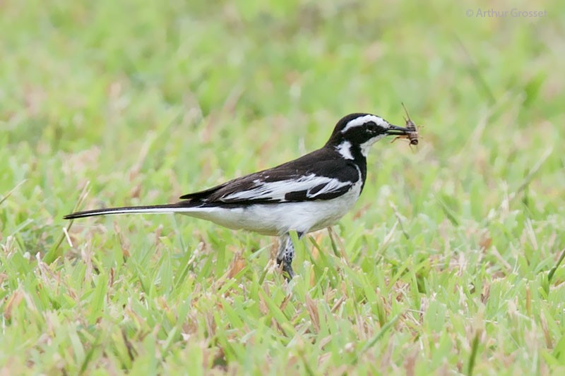 African Pied Wagtail - Arthur Grosset