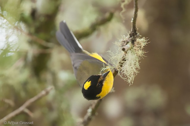 Photos - Yellow-crowned Redstart - Myioborus flavivertex - Birds of the ...