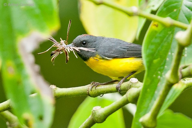 Adult collecting nest material; April, Risaralda, Colombia. - Slate-throated Redstart - 