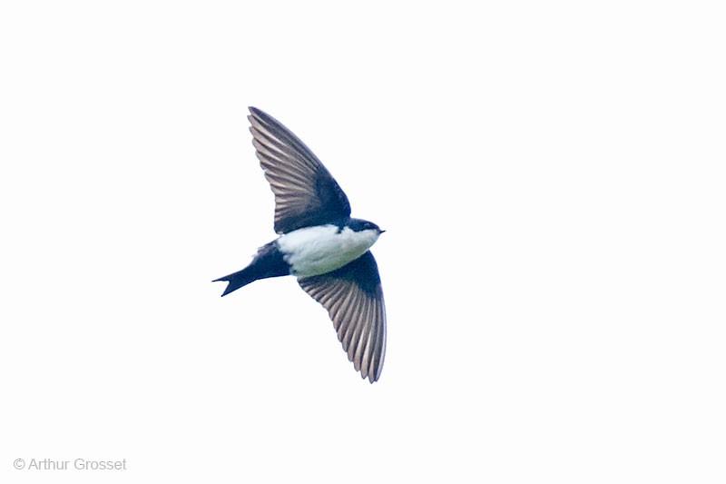 Blue-and-white Swallow (cyanoleuca) - Arthur Grosset
