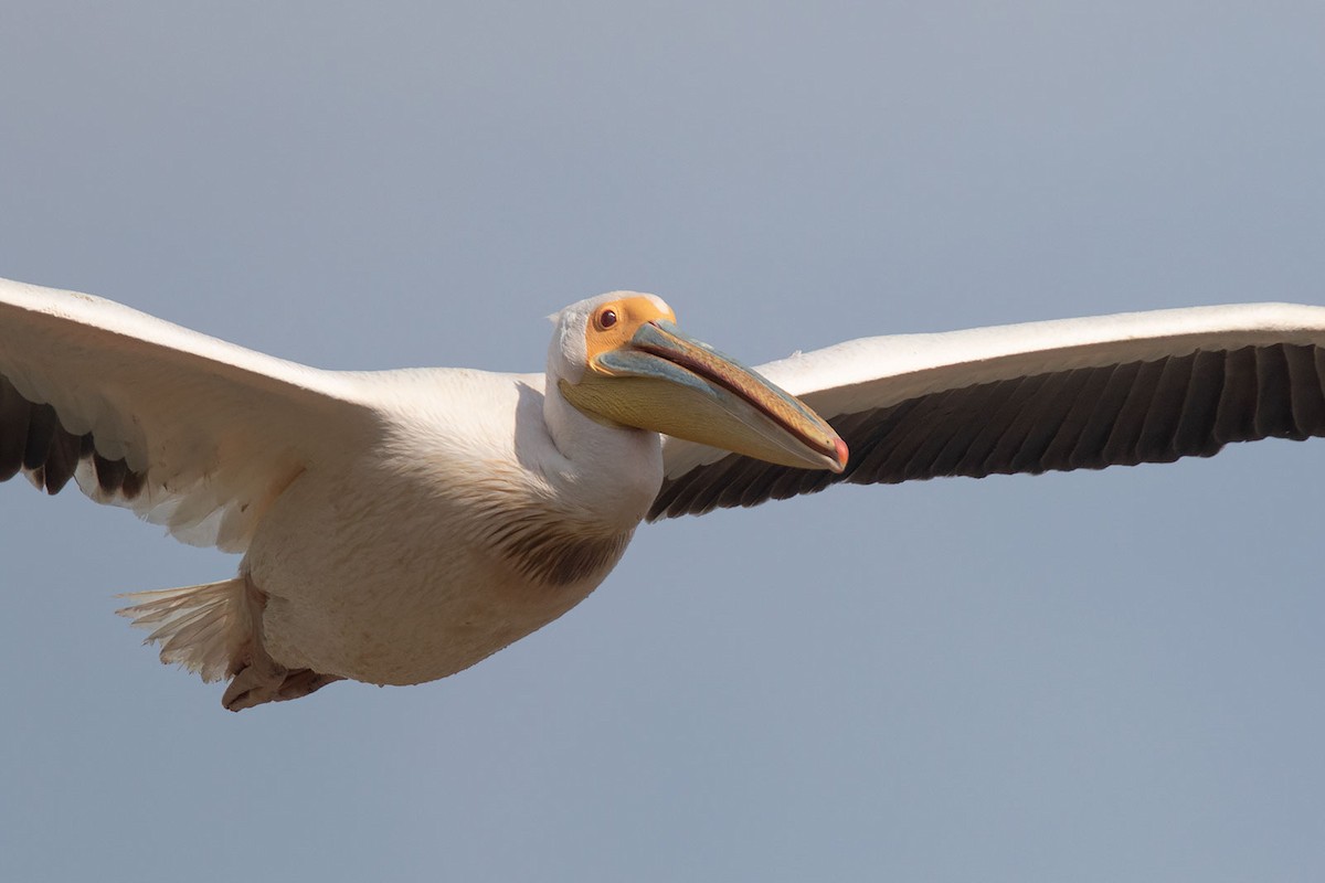 Great White Pelican - Arthur Grosset