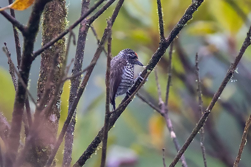 Speckle-chested Piculet - Arthur Grosset