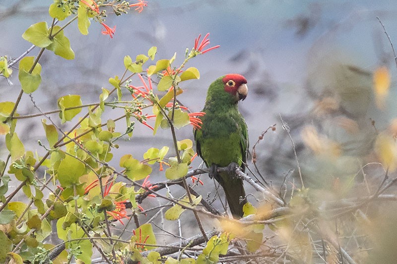 Red-masked Parakeet - Arthur Grosset
