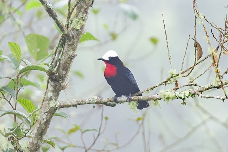 White-capped Tanager - ML206118901