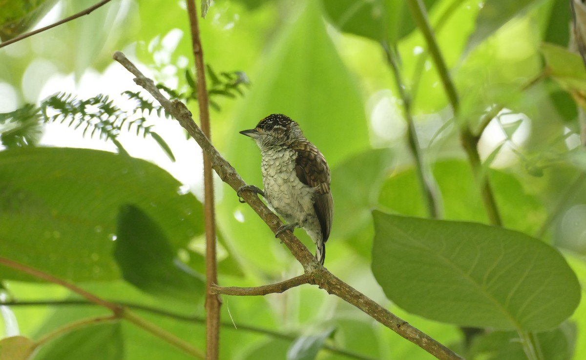 Scaled Piculet - Jérôme Fischer