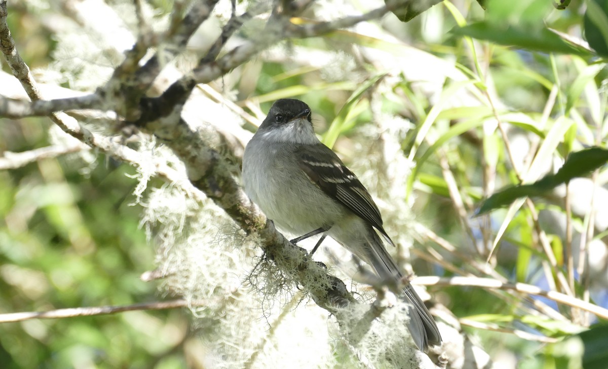 White-throated Tyrannulet - Jérôme Fischer