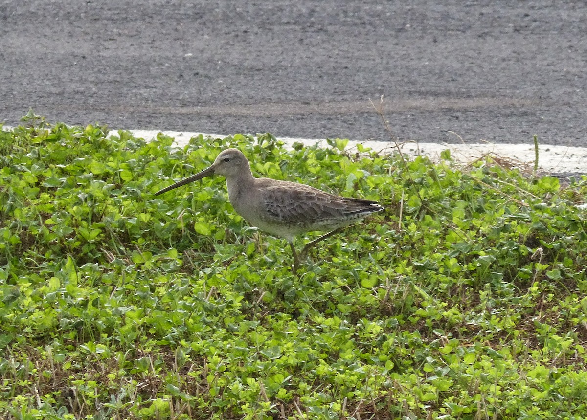 Long-billed Dowitcher - ML206119471