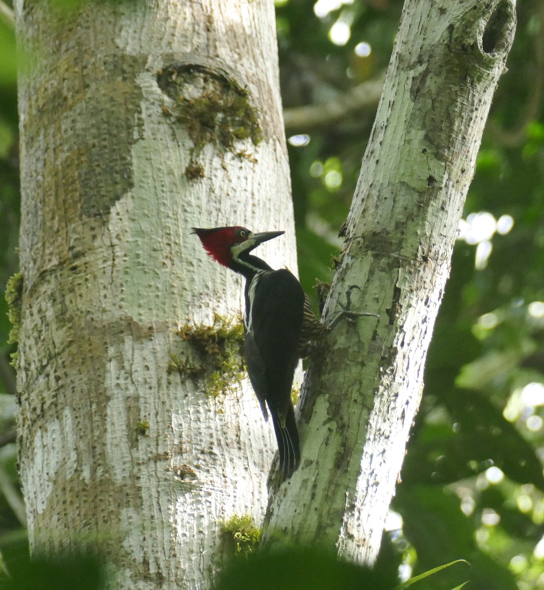 Crimson-crested Woodpecker - ML206119531