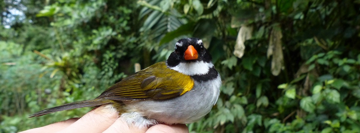 Orange-billed Sparrow - ML206119651