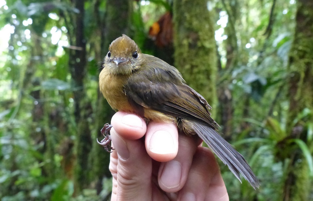 Tawny-breasted Flycatcher - Jérôme Fischer