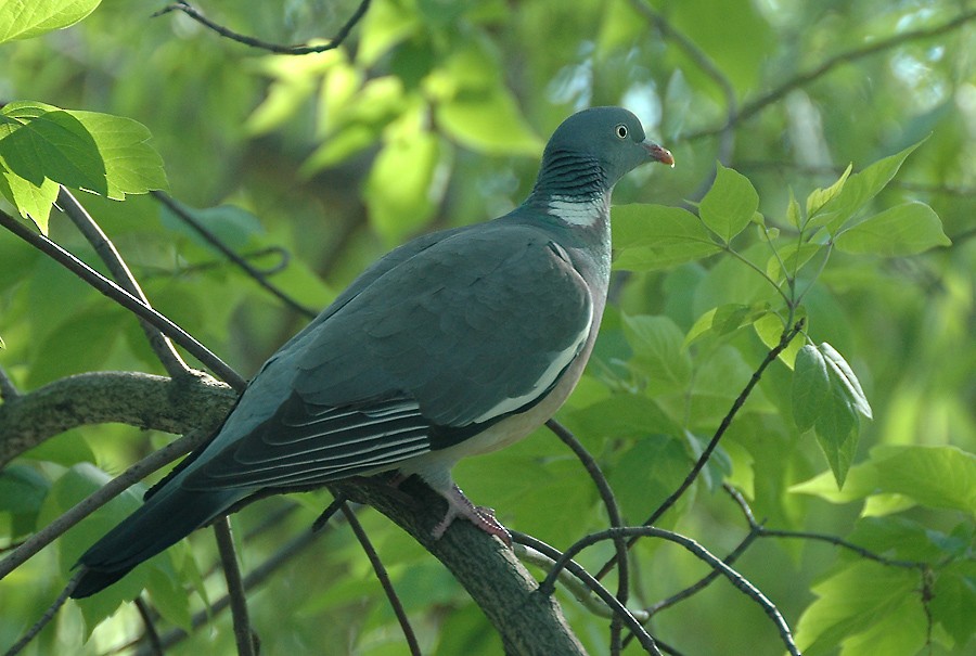 Common Wood-Pigeon (White-necked) - Augusto Faustino