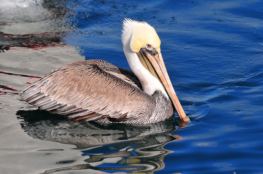 Brown Pelican (California) - Augusto Faustino