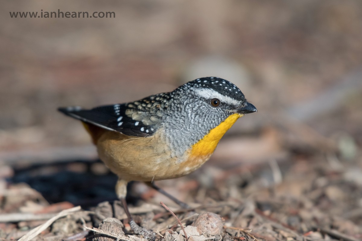 Spotted Pardalote (Spotted) - Ian Hearn