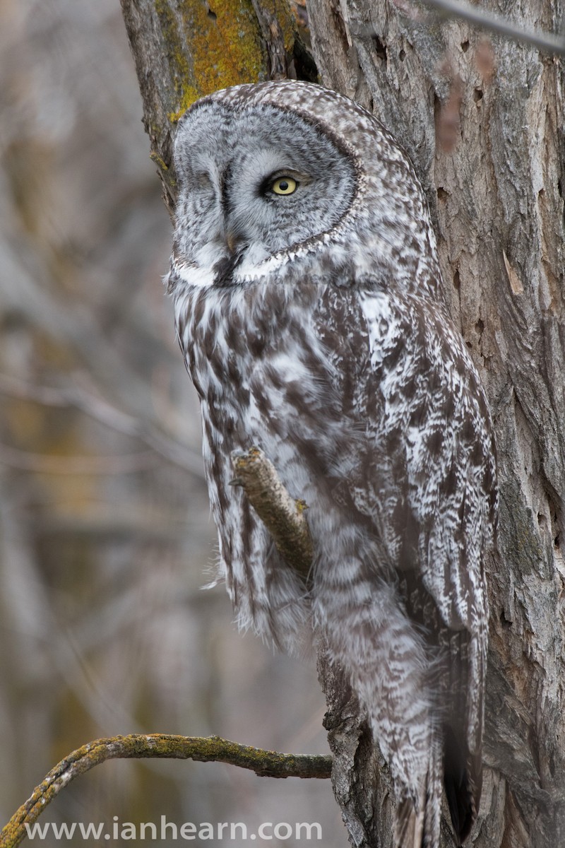 Great Gray Owl (American) - Ian Hearn