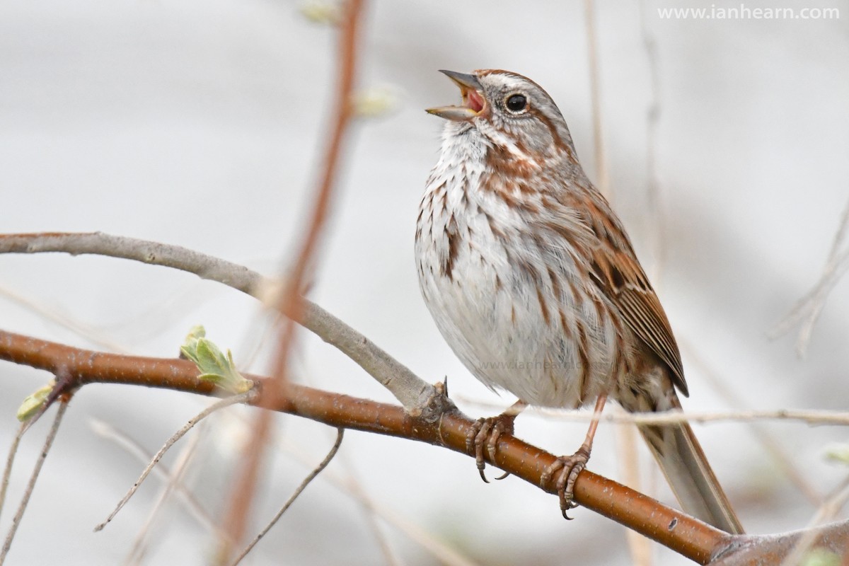 Song Sparrow (montana/merrilli) - Ian Hearn