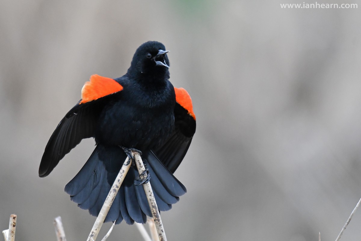 Red-winged Blackbird (Red-winged) - Ian Hearn