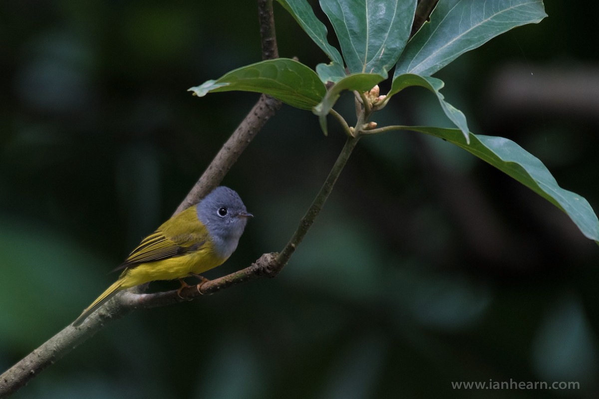 Gray-headed Canary-Flycatcher - Ian Hearn
