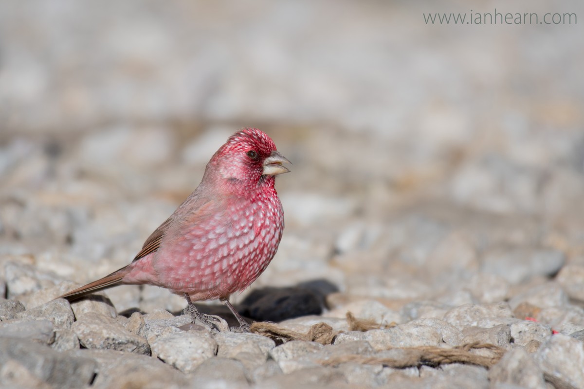Great Rosefinch (Spotted) - ML206120211