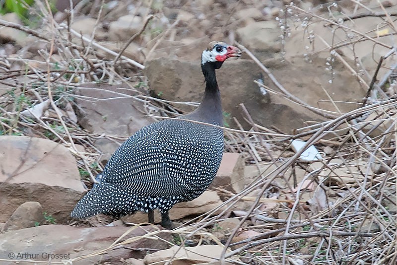 Helmeted Guineafowl (West African) - ML206120441