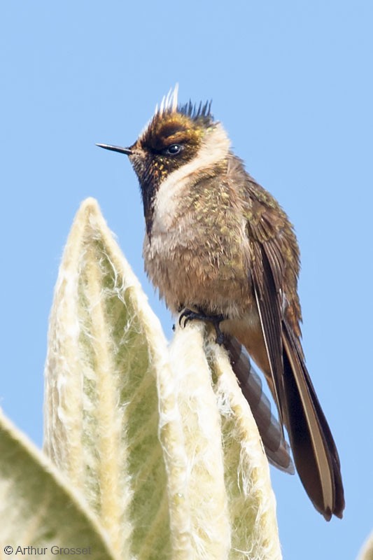kolibřík tolimský - ML206120511