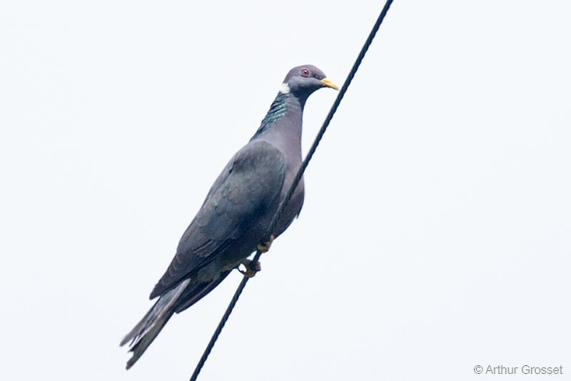 Band-tailed Pigeon (White-necked) - ML206120561