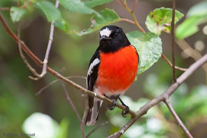 Scarlet Robin (Campbell's) - ML206120661