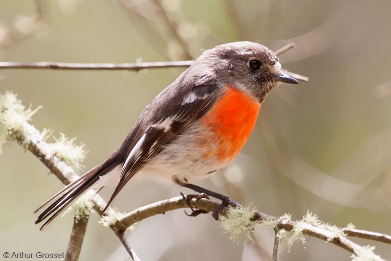 Scarlet Robin (Campbell's) - ML206120681