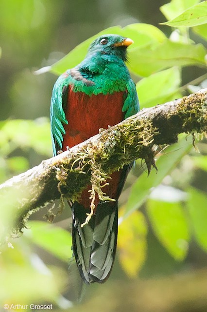 オジロカザリキヌバネドリ Ebird