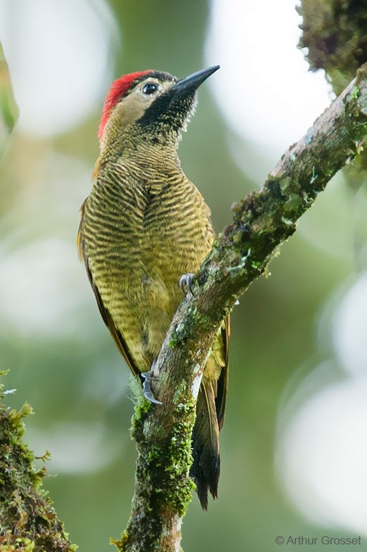Golden-olive Woodpecker (Golden-olive) - Arthur Grosset