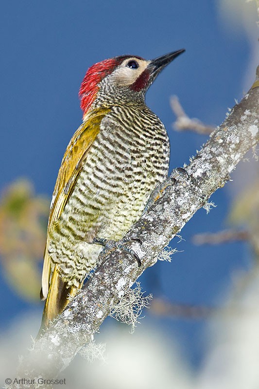 Golden-olive Woodpecker (Golden-olive) - Arthur Grosset
