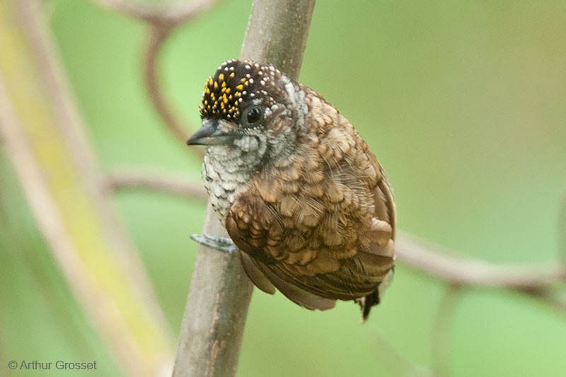Scaled Piculet (Scaled) - ML206120981